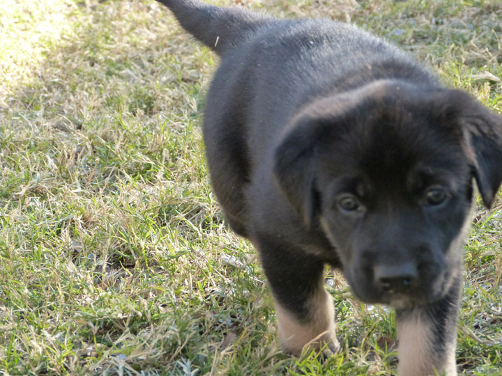 chinook dog